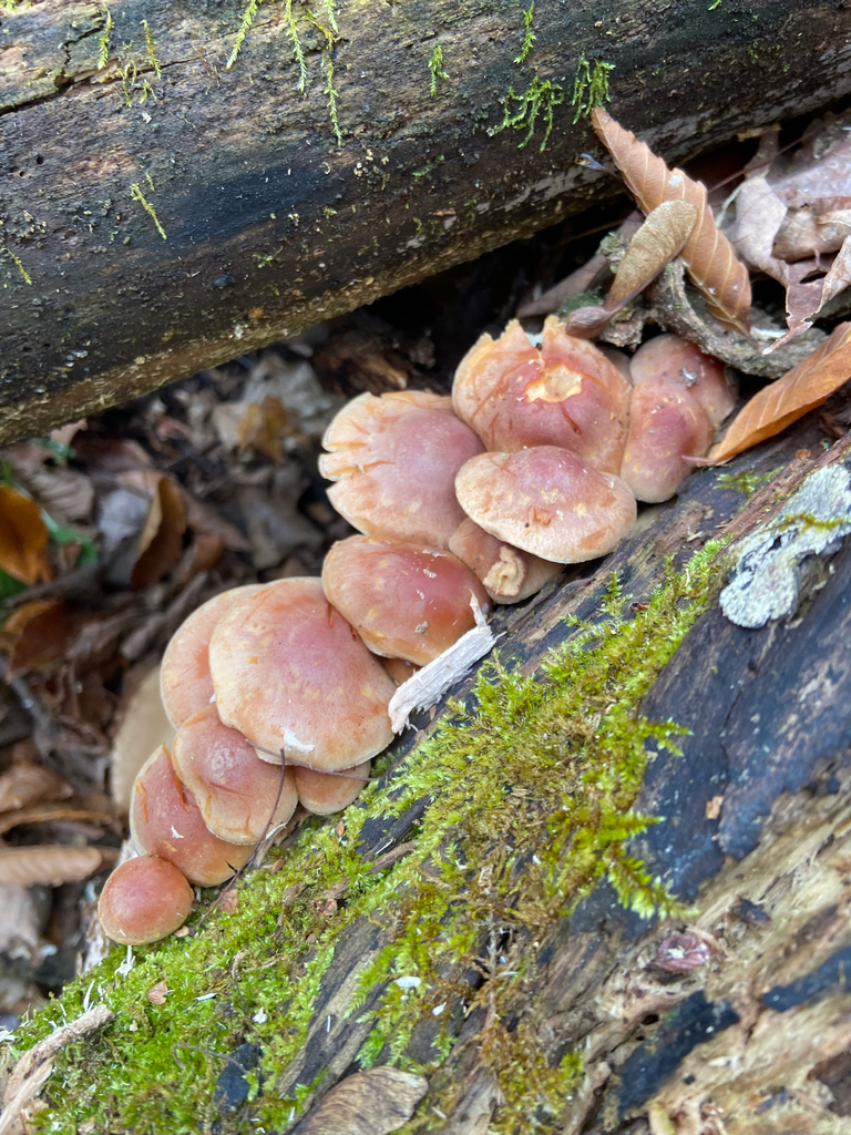 Hypholoma lateritium · November 2025 · photo: © puppyy (iNaturalist, cc0)
