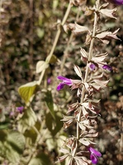 Salvia carnea