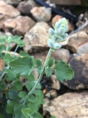 Salvia cedrosensis