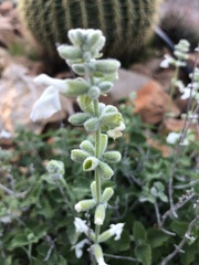 Salvia cedrosensis