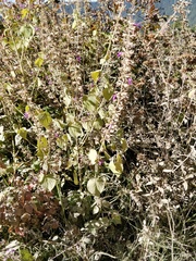 Salvia carnea