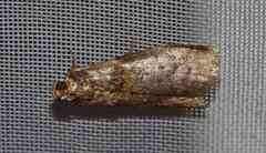 Sciota subcaesiella