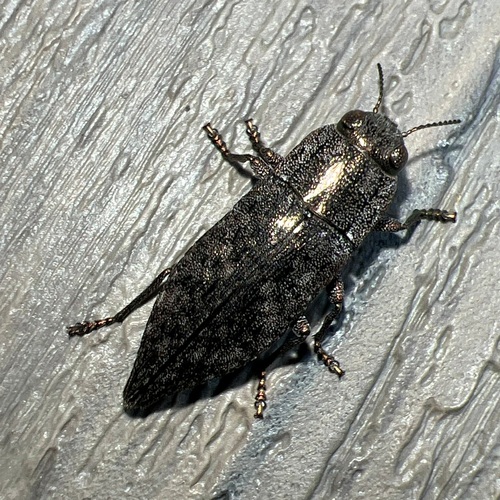 Hickory Jewel Beetle photo 4