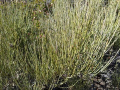Ephedra californica