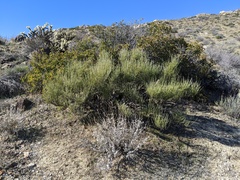 Ephedra californica