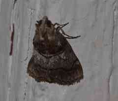 Sciota subcaesiella