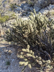 Cylindropuntia ganderi