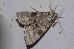 Catocala semirelicta