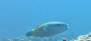 Pacific Bullethead Parrotfish