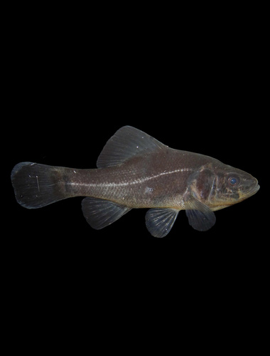 Pirate perch (Aphredoderus sayanus) — Aphredoderidae — 4