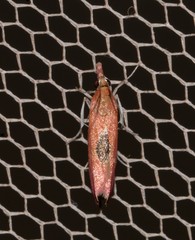 Canuza euspilella