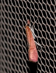 Canuza euspilella