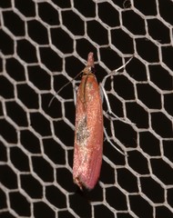 Canuza euspilella