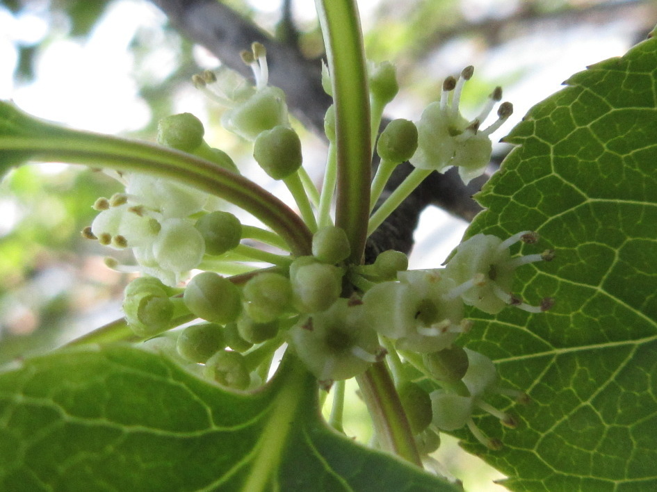 Ilex macropoda