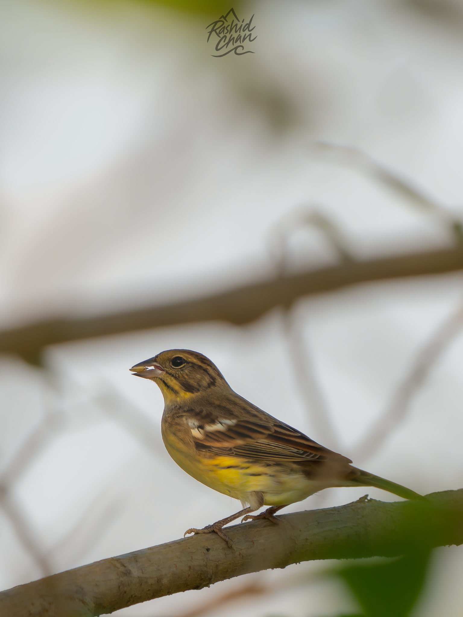 Yellow-breasted Bunting