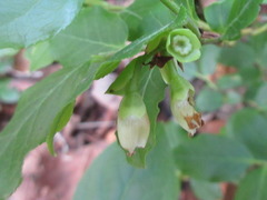 Vaccinium hirtum