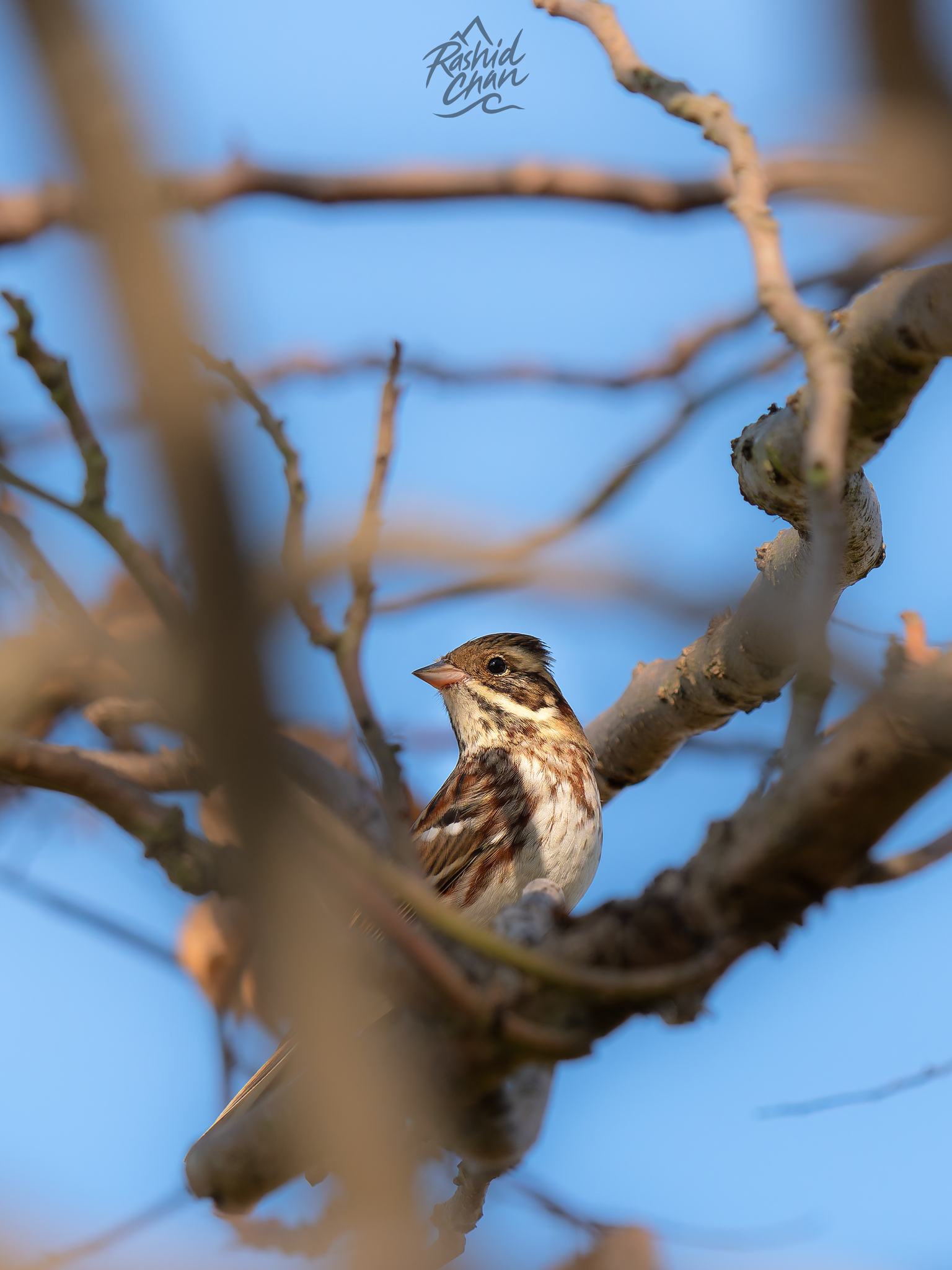 Rustic Bunting