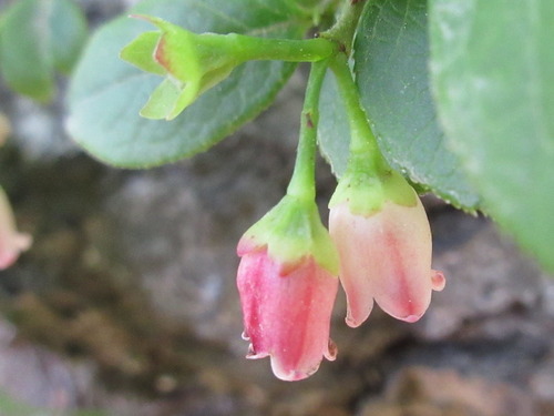 Vaccinium hirtum iNat (3)