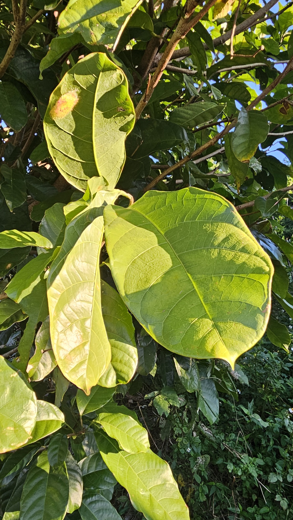 Chinese Chestnut (Sterculia monosperma)