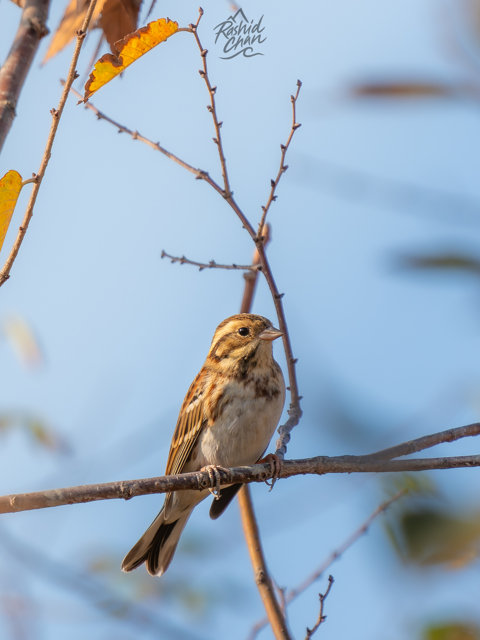 Rustic Bunting