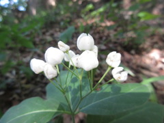 Vincetoxicum ascyrifolium