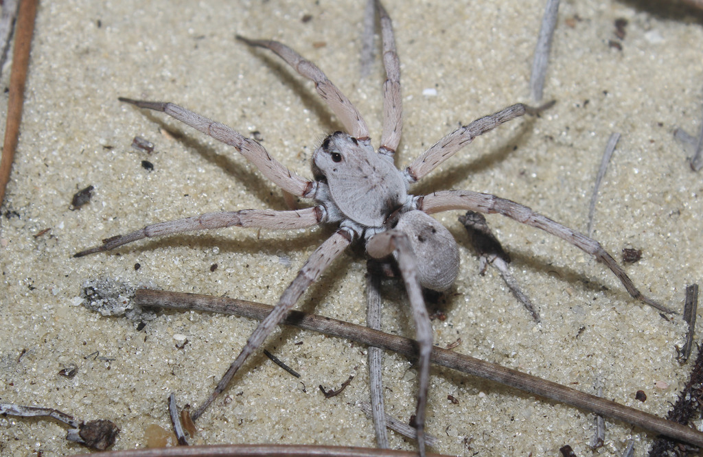 Hogna pseudoceratiola
