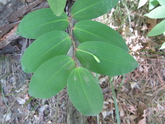 Polygonatum odoratum