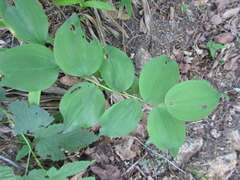Polygonatum involucratum