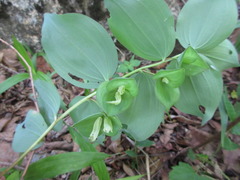 Polygonatum involucratum
