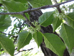 Ilex macropoda