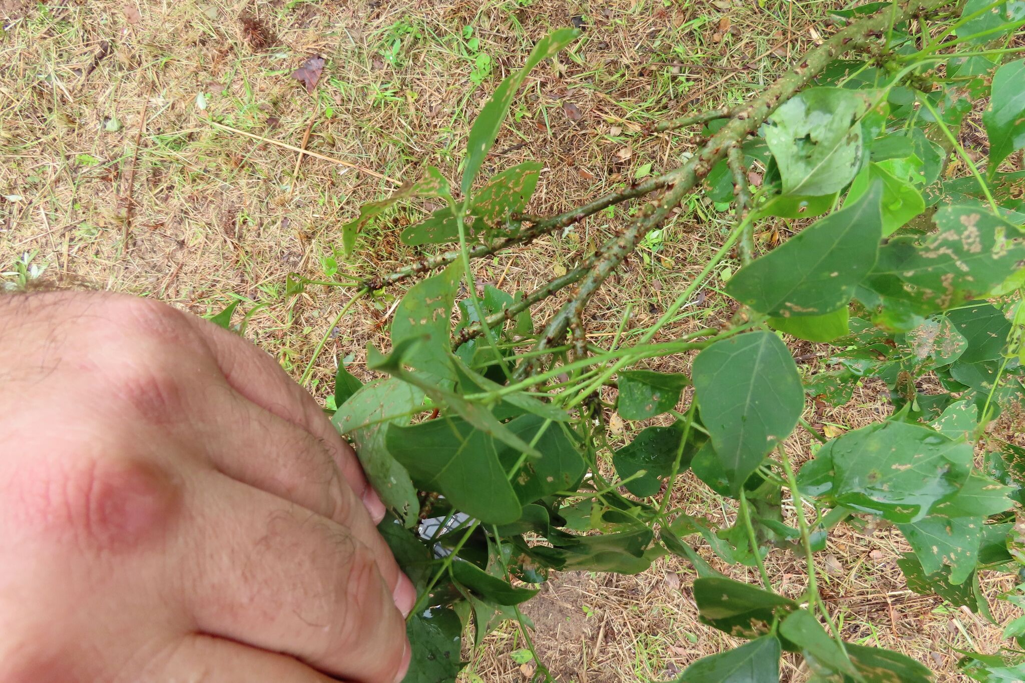 Common Coral Tree (Erythrina lysistemon)