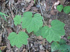 Ainsliaea acerifolia