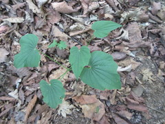 Dioscorea nipponica