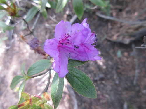 Rhododendron yedoense Maxim. ex Regel