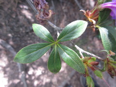 Rhododendron yedoense