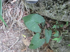 Saussurea gracilis