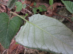 Saussurea gracilis