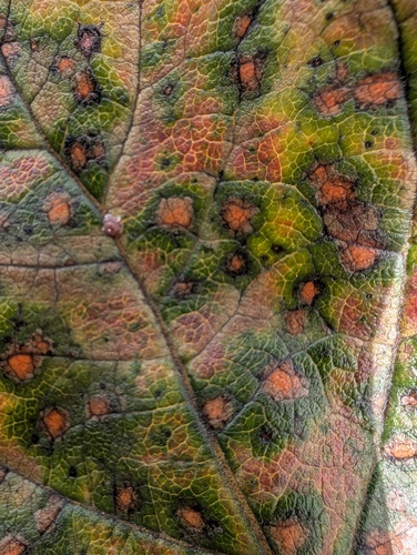 Mycosphaerella nawae