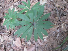 Syneilesis palmata