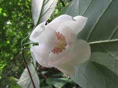 Magnolia sieboldii