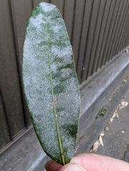 Erysiphe uncinuloides