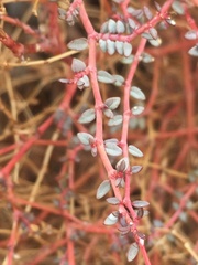 Euphorbia parishii