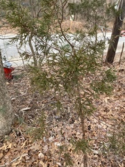 Juniperus virginiana virginiana