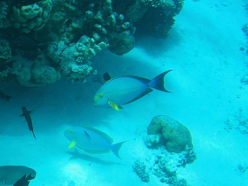 Acanthurus xanthopterus