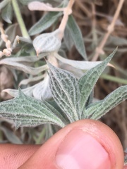 Salvia funerea
