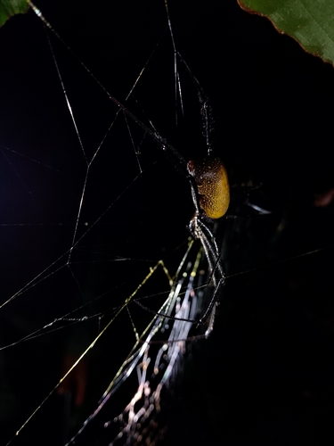 Hairy Golden Orb-weaving Spider