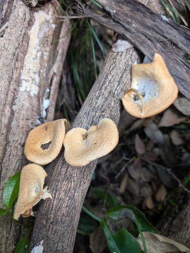 Neofavolus alveolaris