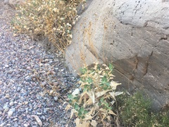 Bahiopsis reticulata