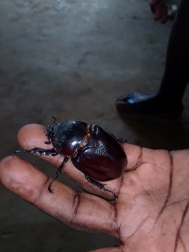 Centaurus Beetle