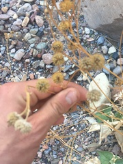 Bahiopsis reticulata